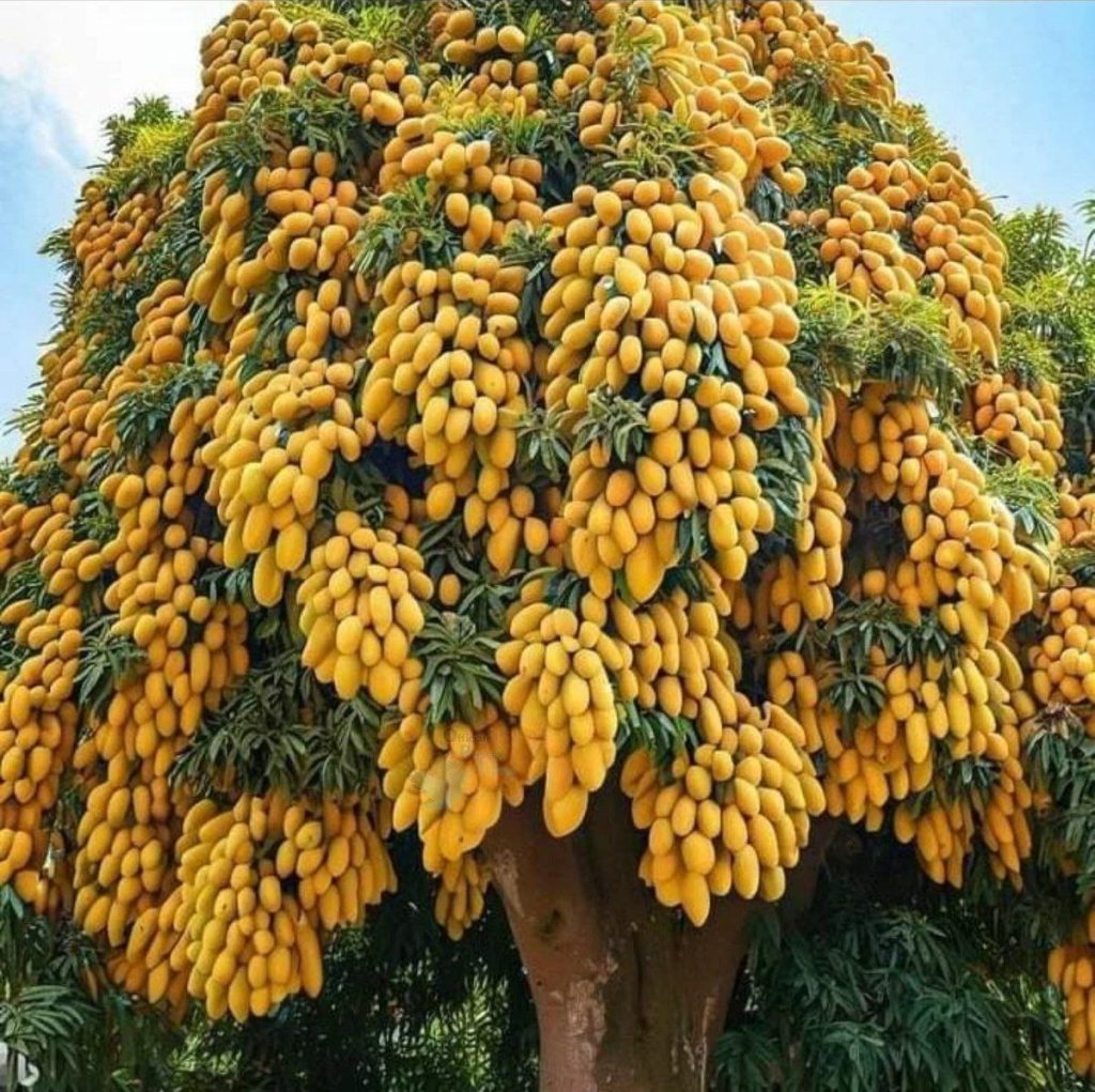 درخت انبه در سیستان 1 انبه درخت - پایگاه اطلاع رسانی آژنگ