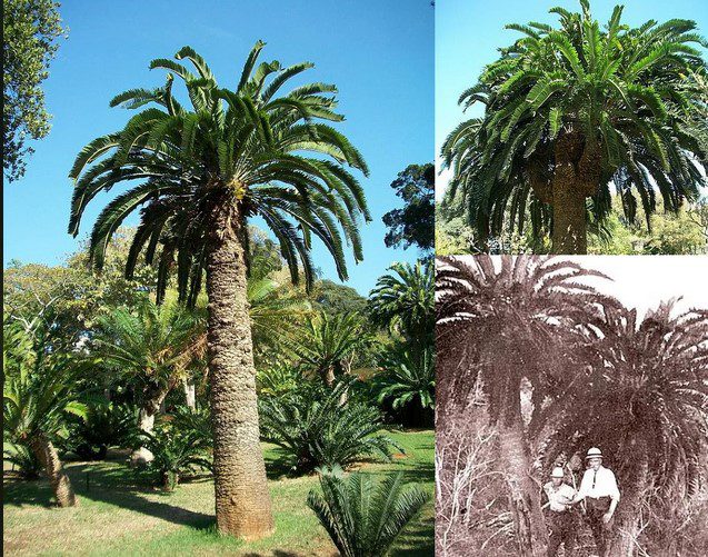 تنهاترین درخت جهان - پایگاه اطلاع رسانی آژنگ