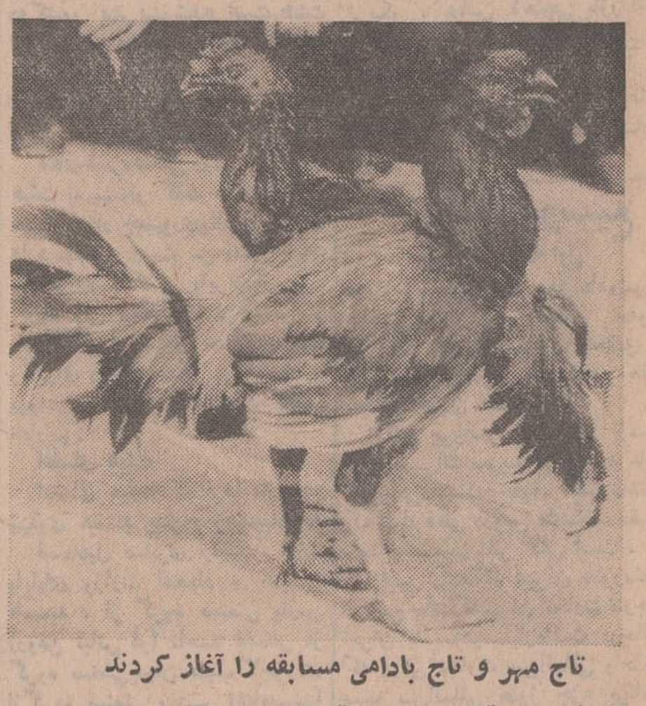 جنگ خروس سرگرمی محلات جنوبی تهران قدیم 1 خروس۲ - پایگاه اطلاع رسانی آژنگ
