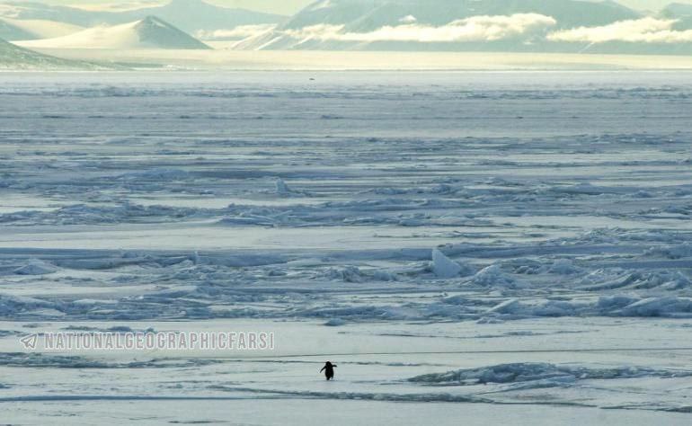 پنگوین تنها - پایگاه اطلاع رسانی آژنگ