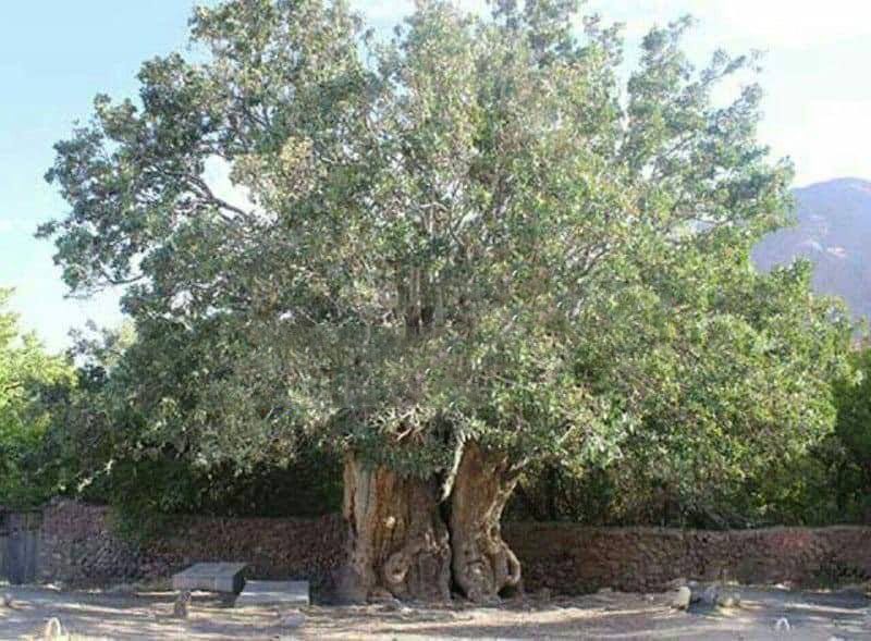 کهنسالترین درخت پسته جهان در ایران است 1 درخت پسته کهنسال 1 - پایگاه اطلاع رسانی آژنگ