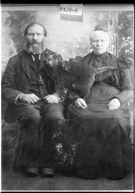 عکس گربه - پایگاه اطلاع رسانی آژنگ