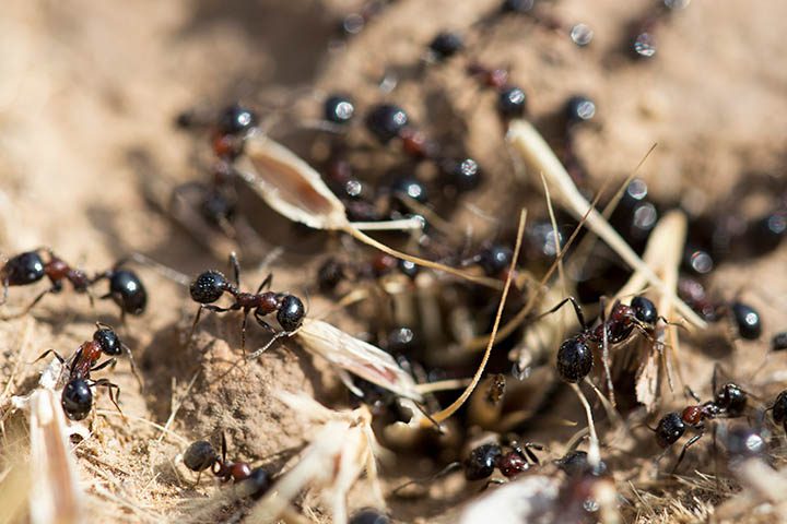 مورچه - پایگاه اطلاع رسانی آژنگ
