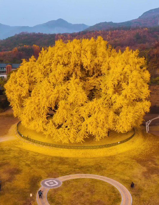 درخت ژینکو کره - پایگاه اطلاع رسانی آژنگ
