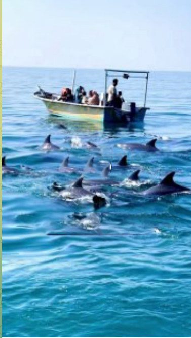 دلفین های جزیره هرمز - پایگاه اطلاع رسانی آژنگ