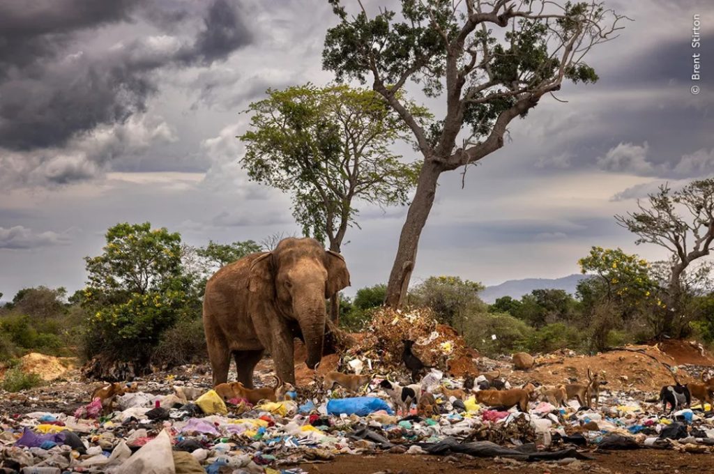 فیل در زباله - پایگاه اطلاع رسانی آژنگ