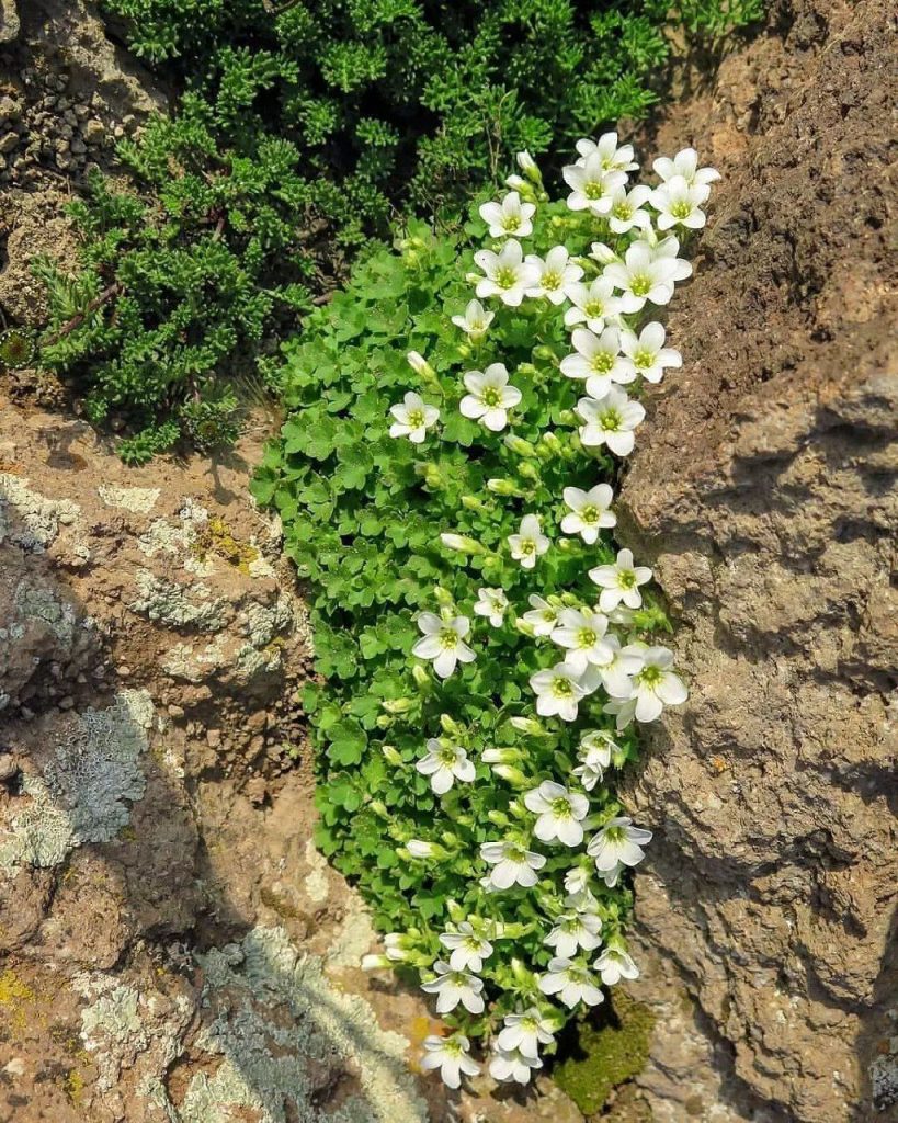طبیعت زاگرس رویش گل در سنگ - پایگاه اطلاع رسانی آژنگ