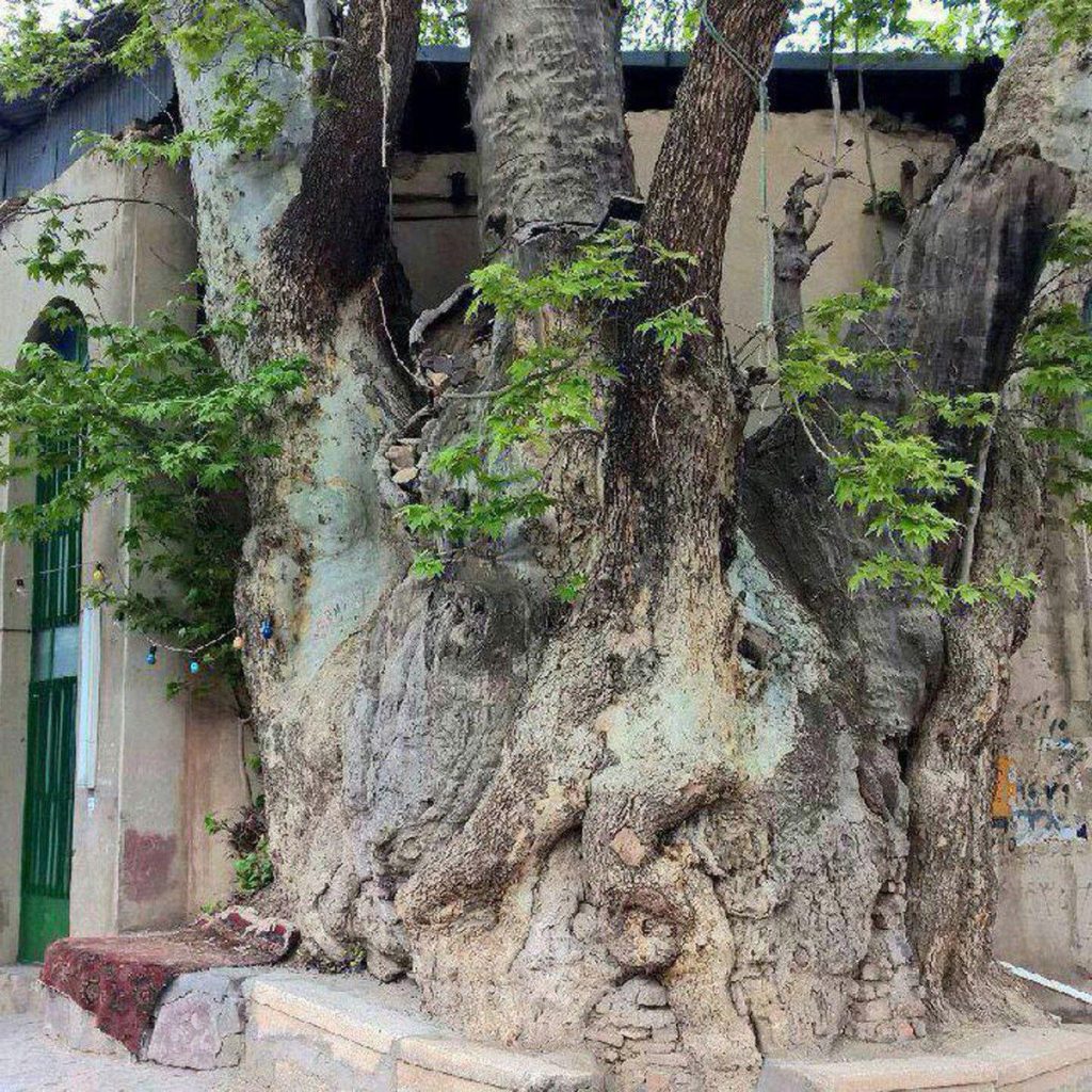 درخت چنار ١٥٠٠ساله روستای آمره 1 چنار خلجستان 1 - پایگاه اطلاع رسانی آژنگ