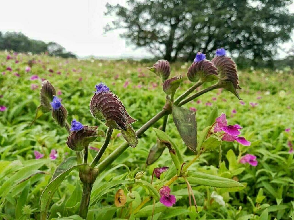 تصویری از گیاه عجیب گُل پرنده؛ولی جعلی! 1 گل پرنده ای - پایگاه اطلاع رسانی آژنگ