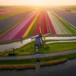 ترکیب مزرعه گل لاله و آسیاب بادی در هلند
