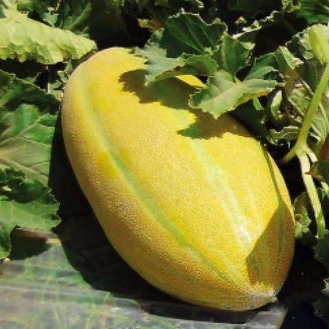 تاریخچه خربزه مشهد با نام خاقانی 1 خربزه - پایگاه اطلاع رسانی آژنگ