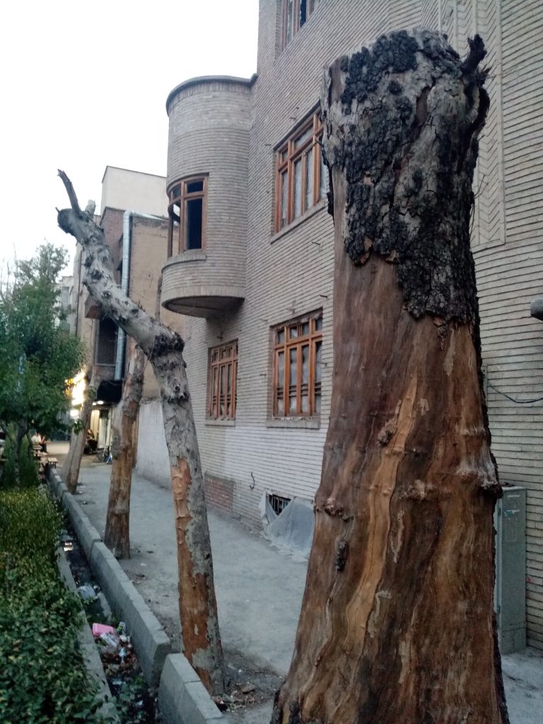 عاقبت درختان خیابان ایتالیا در شهر تهران 2 IMG 20240705 192509 - پایگاه اطلاع رسانی آژنگ