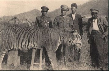 عاقبت آخرین ببر مازندران در دانشکده کشاورزی کرج 1 Caspian tiger north iran - پایگاه اطلاع رسانی آژنگ