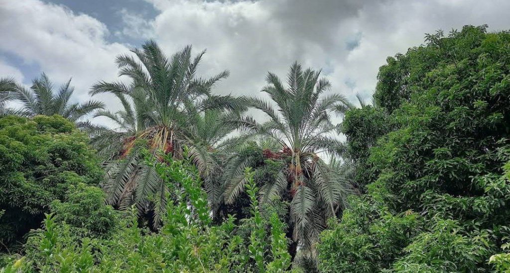 روستای توکل در قصر قند 1 روستای توکل قصر قند۱ 1 - پایگاه اطلاع رسانی آژنگ