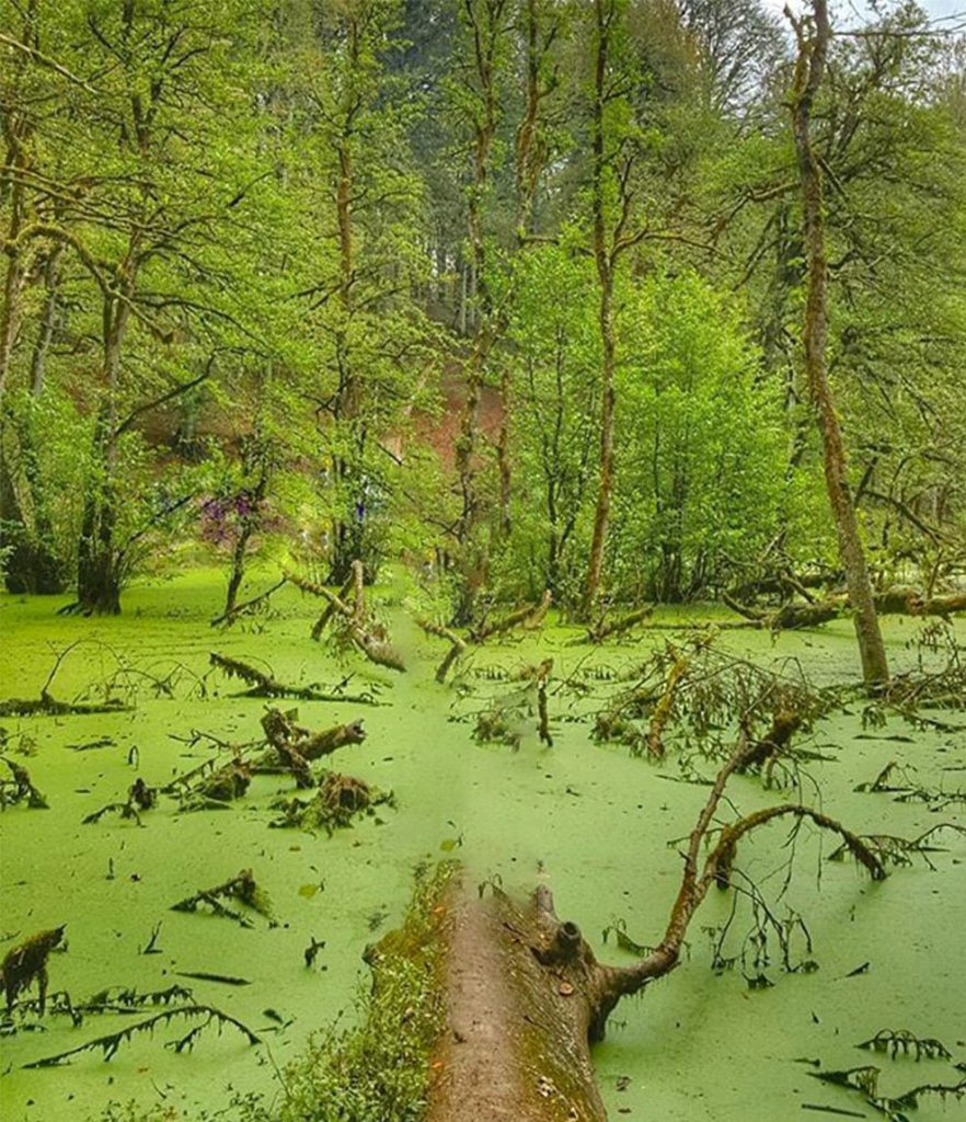 مرداب دیوک - پایگاه اطلاع رسانی آژنگ