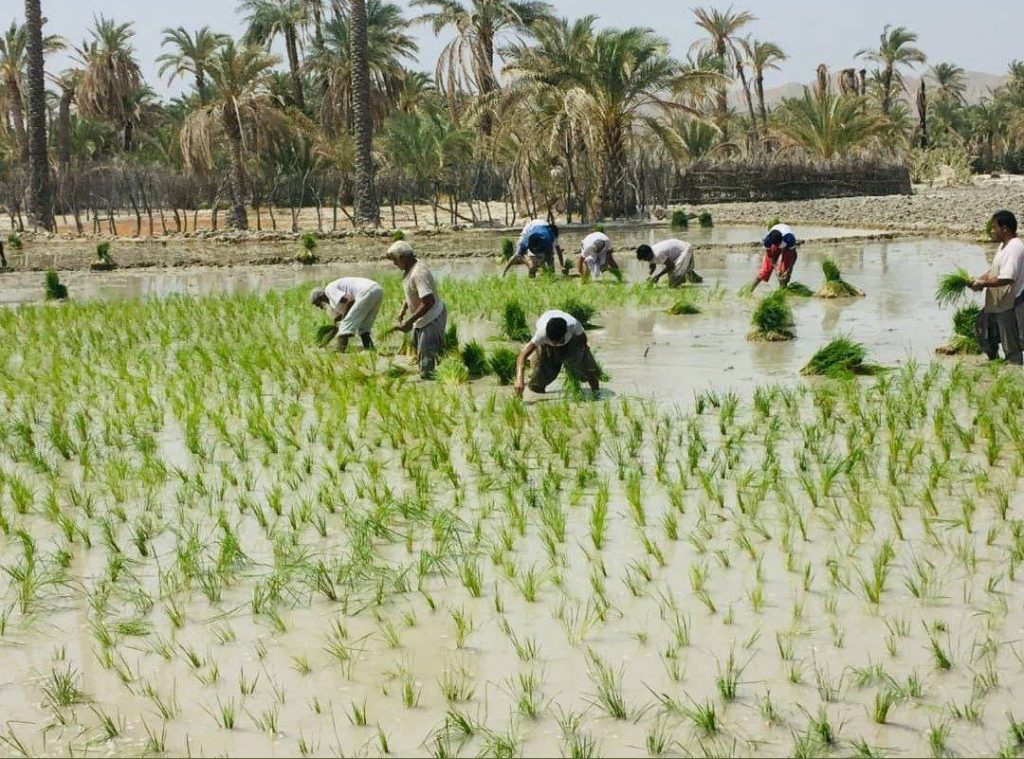 کاشت و برداشت برنج در نیکشهر 1 برنج - پایگاه اطلاع رسانی آژنگ