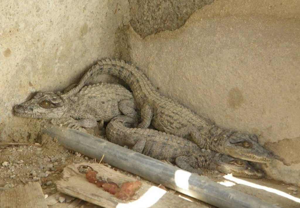 گانڈۆ (تمساح پوزهکوتاه)نماد طبیعت بکر چابهار 2 گاندو منطقه درگس - پایگاه اطلاع رسانی آژنگ