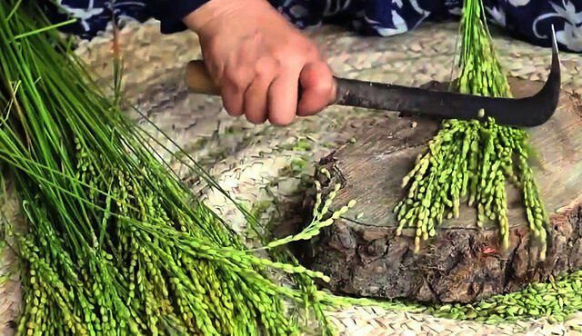 جشن جوکول آیینی است به پاس شکرگزاری در استان گیلان 1 جوکول - پایگاه اطلاع رسانی آژنگ