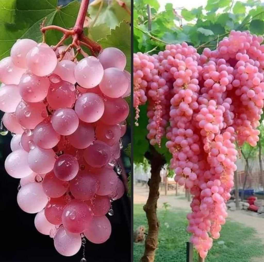 انگورهای صورتی کوشو مختص ژاپن 1 انگور صورتی - پایگاه اطلاع رسانی آژنگ