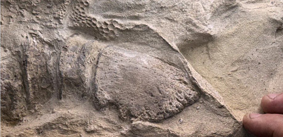 دایناسور - پایگاه اطلاع رسانی آژنگ