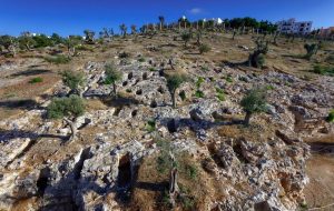 فرهنگ فنیقی عمدتاً از طریق تبادل فرهنگی گسترش یافت