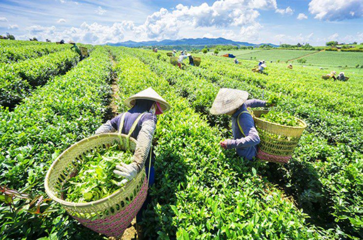 مزارع چای در کشور ویتنام 2 چای ویتنام۱ - پایگاه اطلاع رسانی آژنگ