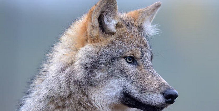 گرگ - پایگاه اطلاع رسانی آژنگ