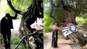 درخت انگور با۴۱۶ سال سن در تبت