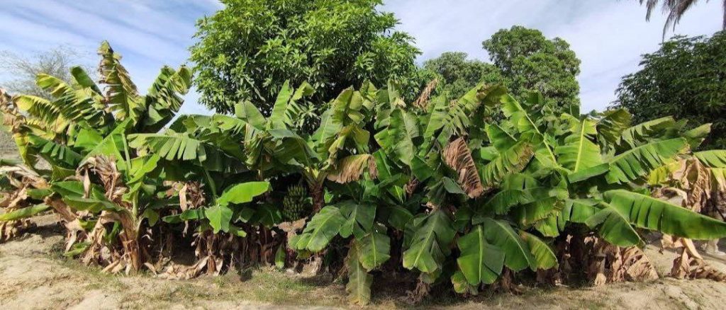 باهو کلات باغهای استوایی - پایگاه اطلاع رسانی آژنگ