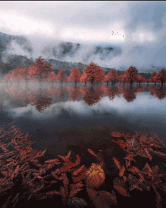 دریاچه الندان؛محل رویشگاه گیاه ال