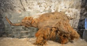 بازیابی بچه ماموت ۴۰ هزار ساله