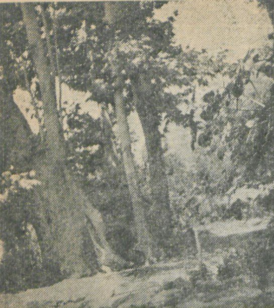 تاریخچه تبدیل فرحزاد از دره پریان به مسکن انبوده آدمیان! 2 چنار کهنسال امامزاده ابوطالب فرحزاد ۱۳۲۹ - پایگاه اطلاع رسانی آژنگ