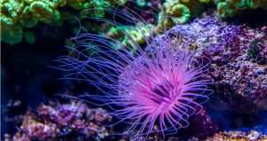 آشنایی با کمیاب‌ترین رنگ در طبیعت و ترفندهای جانداران