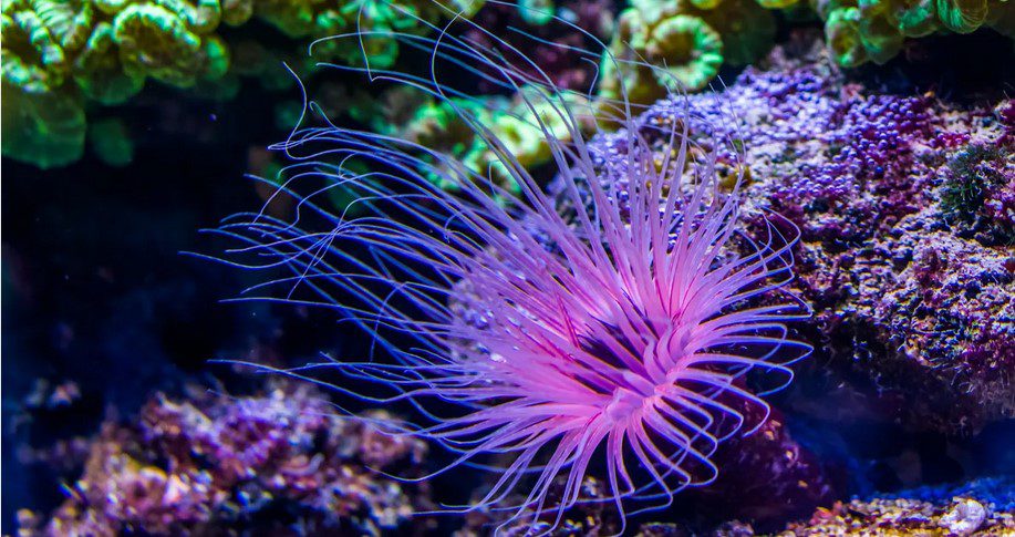 آشنایی با کمیابترین رنگ در طبیعت و ترفندهای جانداران 1 آبی - پایگاه اطلاع رسانی آژنگ