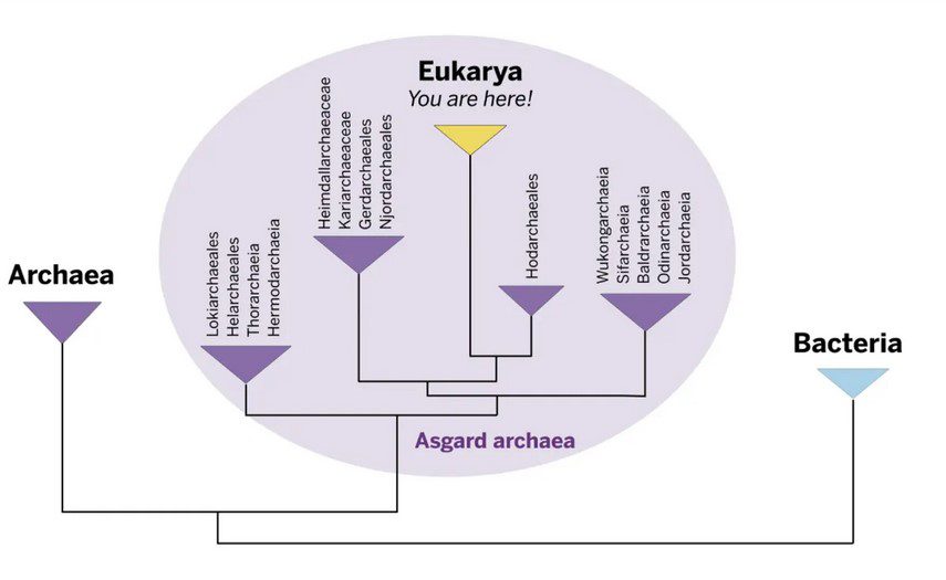 آسگارد - پایگاه اطلاع رسانی آژنگ