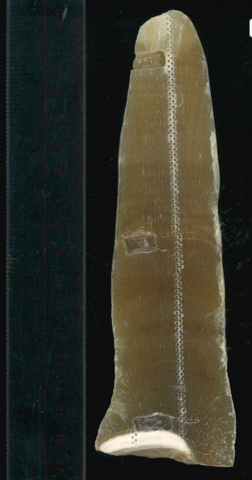 کشف یک استالاگمیت ازغاری درکردستان توصیف گرشرایط آب و هوایی۷۵۰۰ سال قبل 2 استالا۱ - پایگاه اطلاع رسانی آژنگ