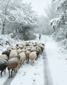 بارش برف از آسمان سرزمین ایران