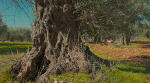 درخت زیتون باستانی – المهراث درفهرست میراث فرهنگی ناملموس یونسکو