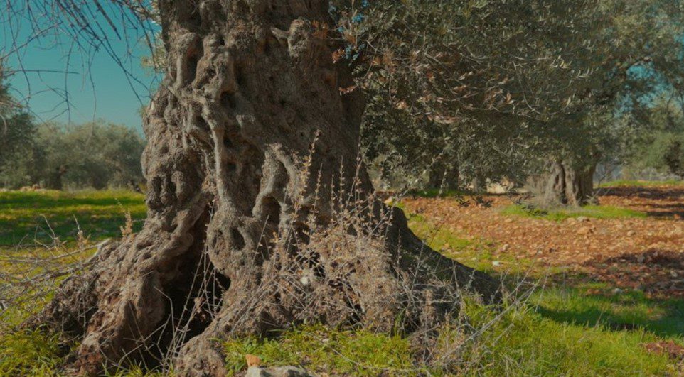 درخت زیتون باستانی - المهراث درفهرست میراث فرهنگی ناملموس یونسکو 1 زیتون - پایگاه اطلاع رسانی آژنگ