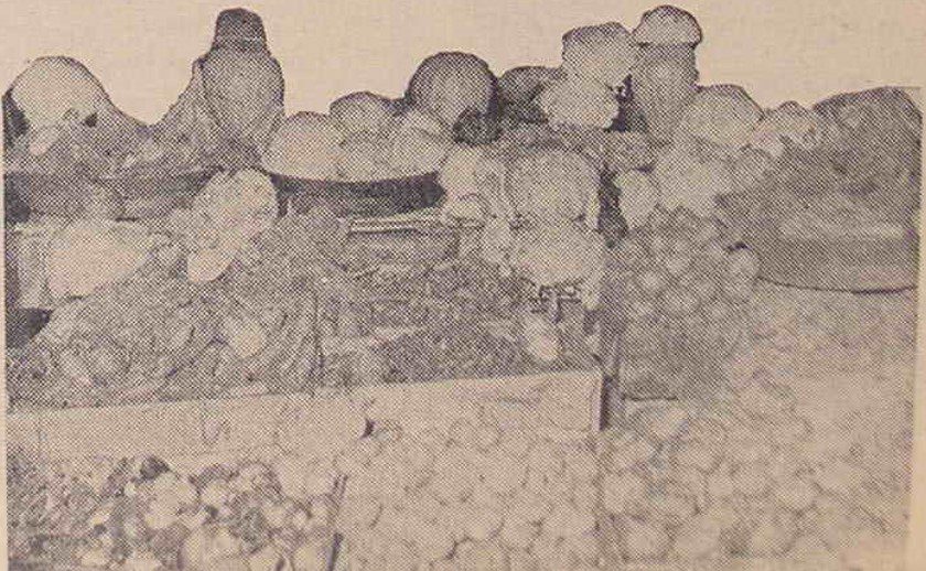 سبزی - پایگاه اطلاع رسانی آژنگ