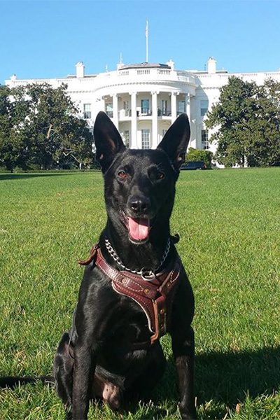 سگ - پایگاه اطلاع رسانی آژنگ