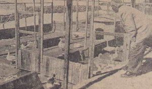 چگونه منطقه سعادت آباد تهران ملک سید ضیاءالدین طباطبایی؛آباد شد؟