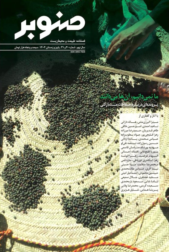 صنوبر - پایگاه اطلاع رسانی آژنگ