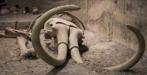 فسیلهای کشف شده به عنوان ماموت؛متعلق به نهنگ است!