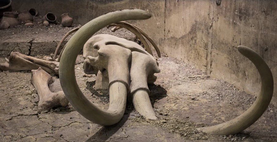 فسیلهای کشف شده به عنوان ماموت؛متعلق به نهنگ است! 1 فسیلها - پایگاه اطلاع رسانی آژنگ