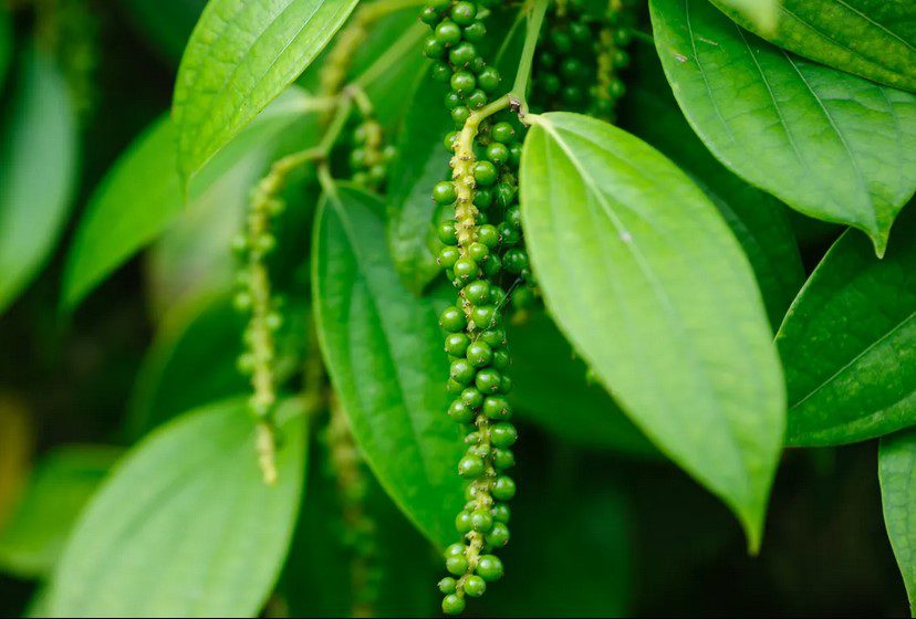 داستان فلفل؛حکایت یک حماسه 2 فلفل - پایگاه اطلاع رسانی آژنگ