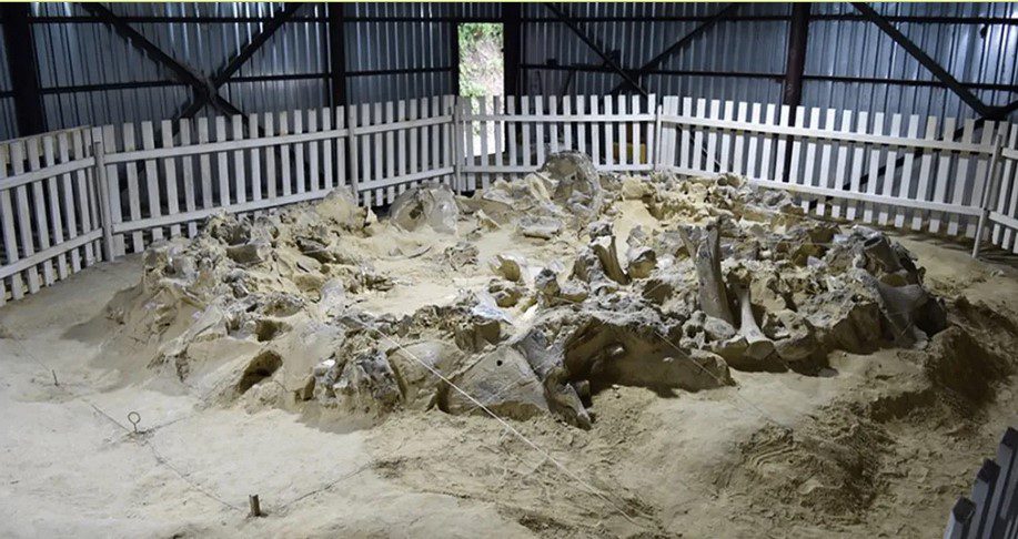 ماموت - پایگاه اطلاع رسانی آژنگ