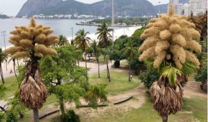 درختان نخل کهنسال در ریودوژانیرو برای اولین بار گل دادند!