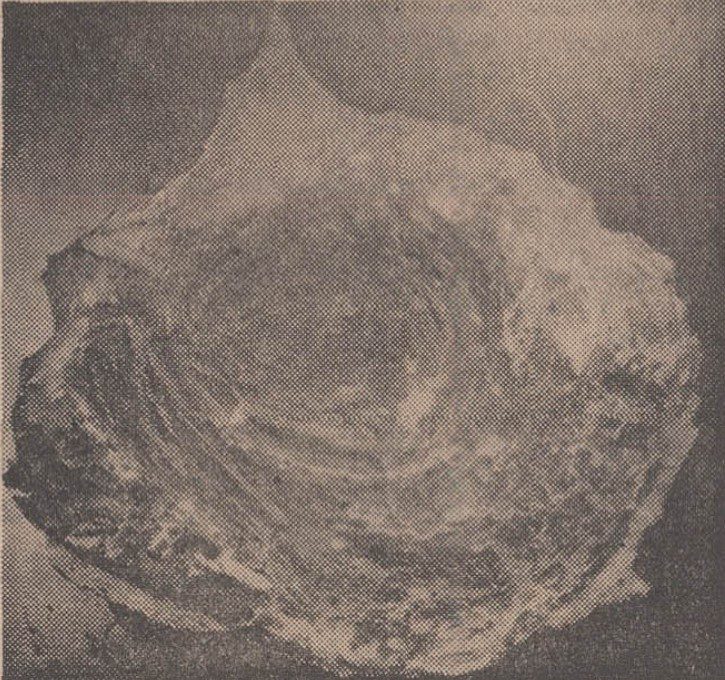 هرمز - پایگاه اطلاع رسانی آژنگ