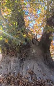 درخت چنار  ۷۰۰ ساله روستای کینج